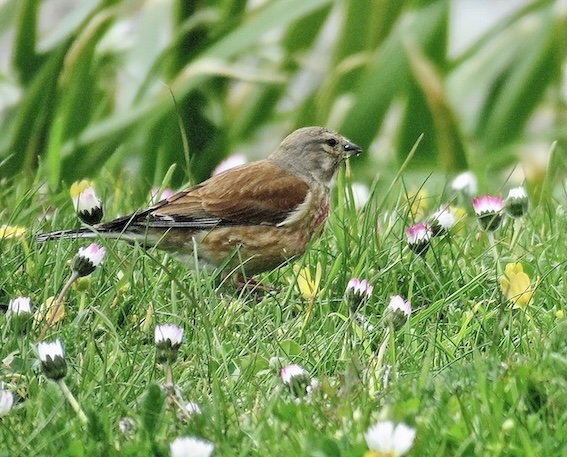 linnet